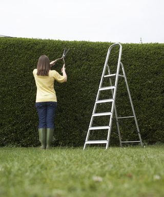 Woman trimming a tall hedge with clippers and a ladder