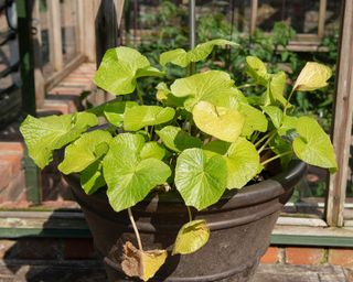 Wasabi plant growing in pot