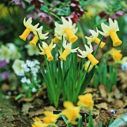 yellow flower plants and purple flowers