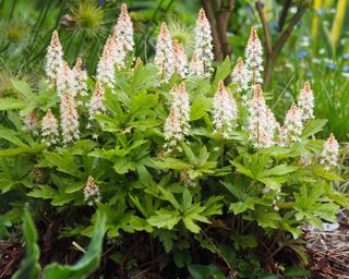 Heucherella 'Dayglow Pink' - foamy bells