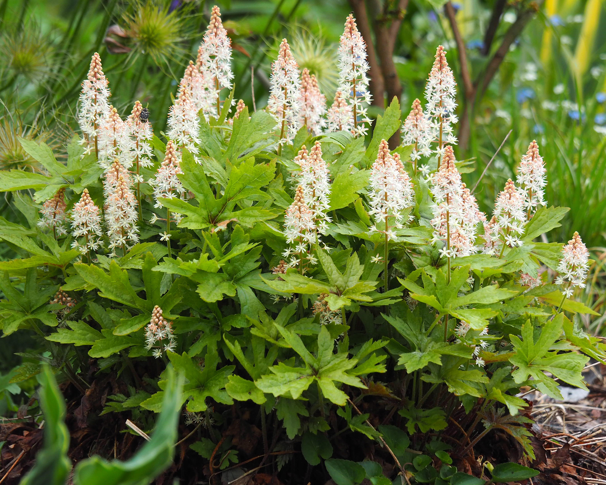 Heucherella 'Dayglow Pink' - foamy bells