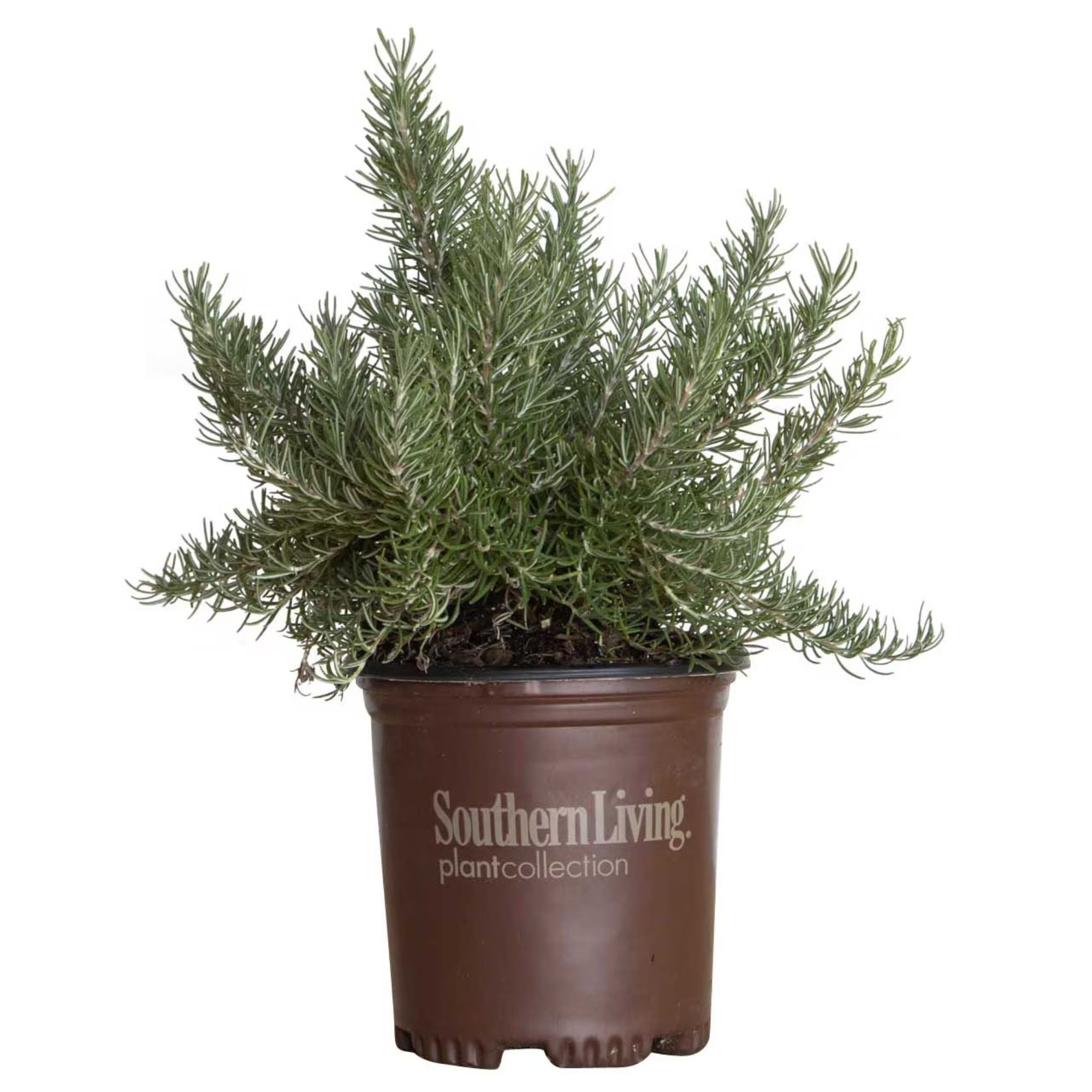 Live rosemary plant in a brown plastic pot