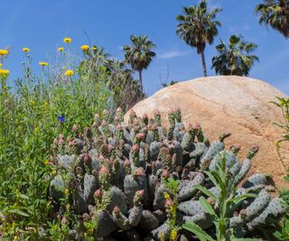 Californian yard with palm trees, boulder and succulents