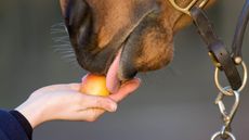 alamy-ANE0GE_267231002_465358472.jpg