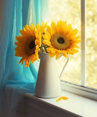 Sunflowers on windowsill