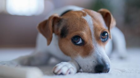 A puppy with large eyes.