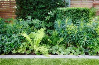 stone edging in front of ferns