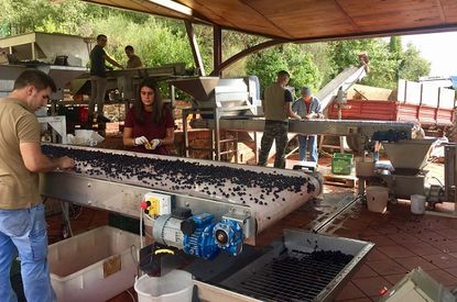 Tuscany 2018 harvest