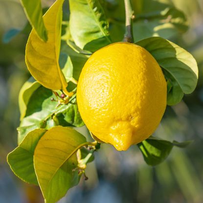 Lemon on branch