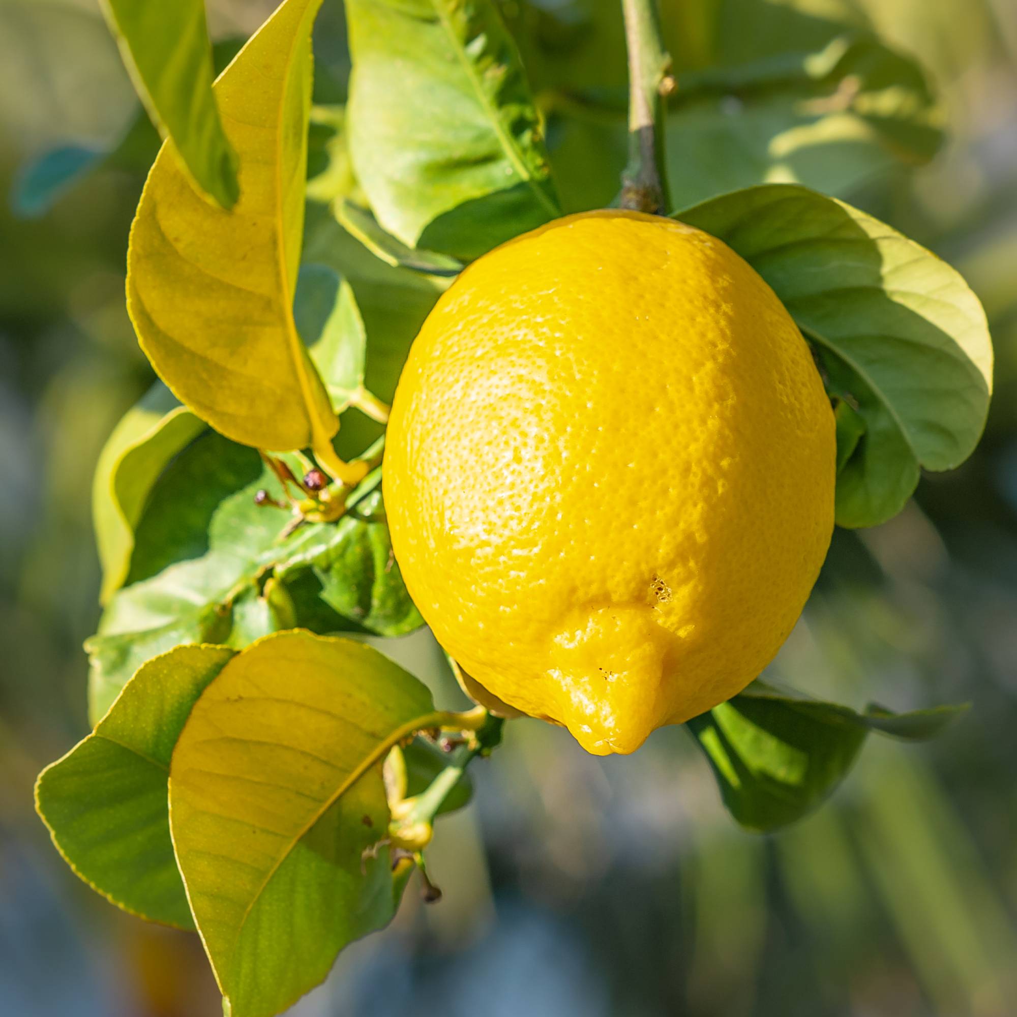 Lemon on branch