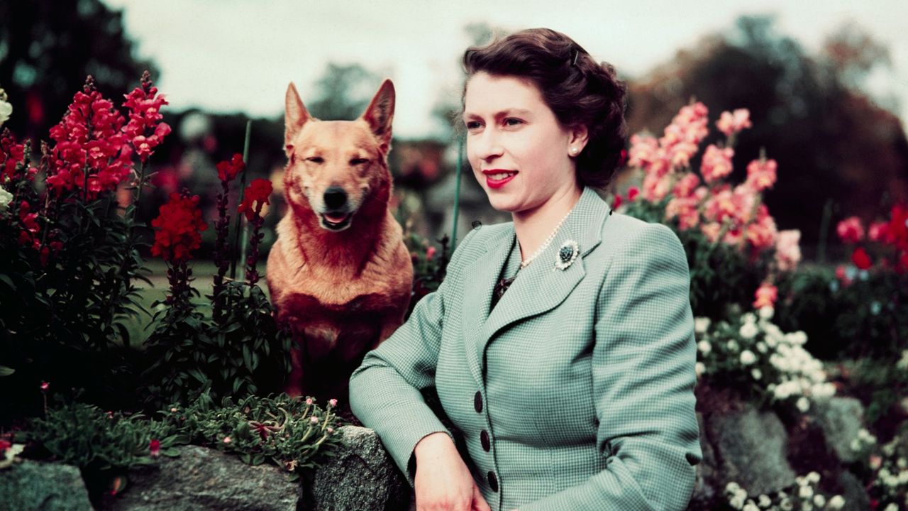 Queen Elizabeth II of England at Balmoral Castle with one of her Corgis, 28th September 1952