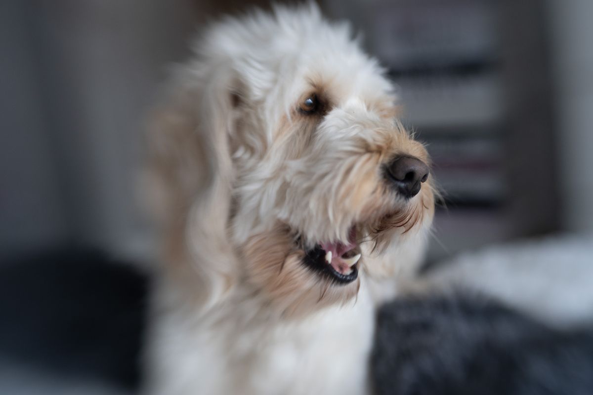 Lensbaby Double Glass II Optic review