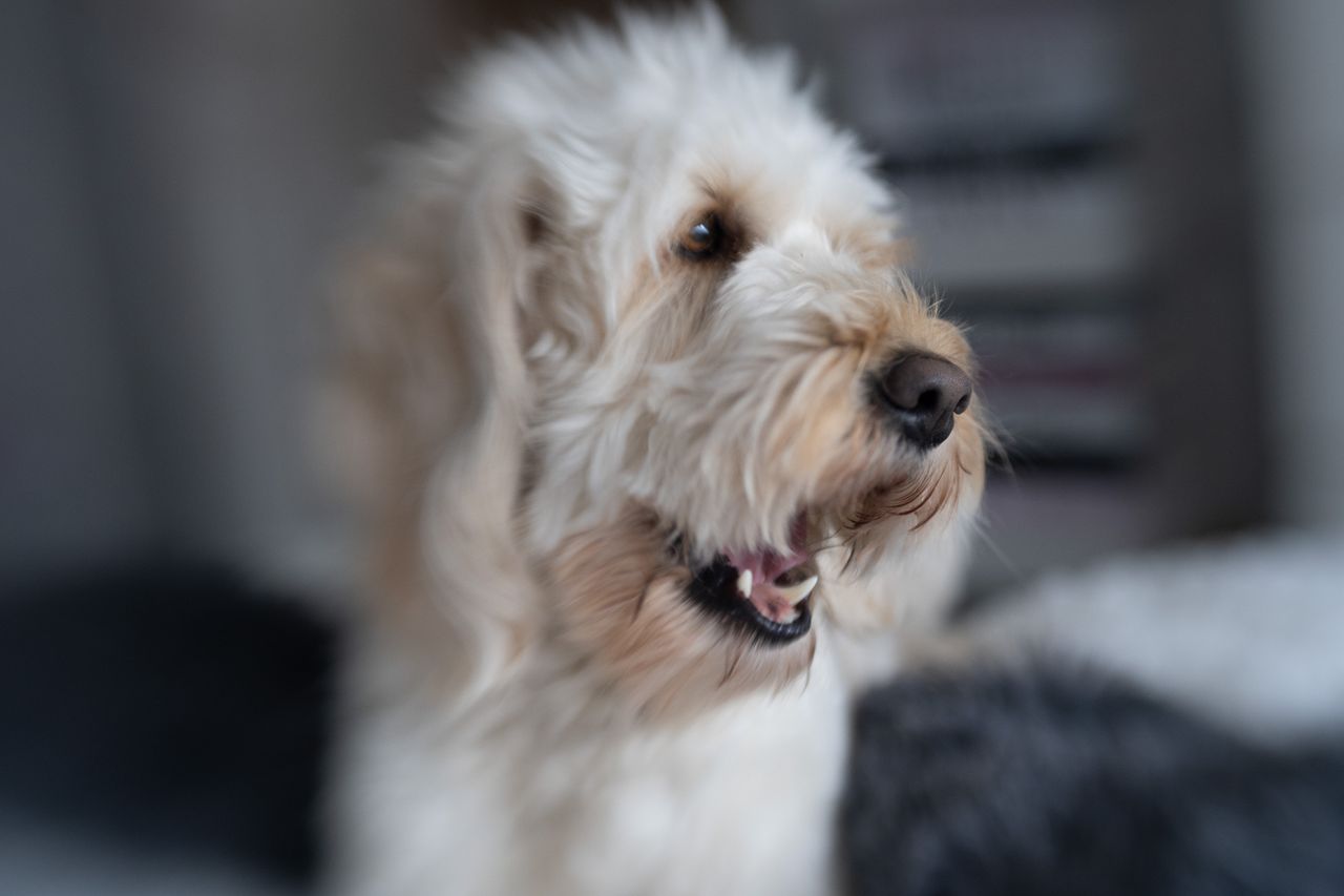 Lensbaby Double Glass II Optic review