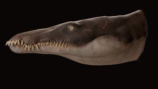 3D model of Lorrainosaurus on a black background. It has an alligator-like head and a closed mouth with lots of teeth poking out.