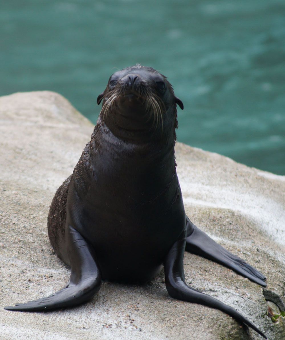 Images: Sea Lion Pups Make a Splash | Live Science