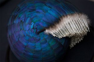 Feather sculptures