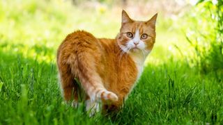 Orange cat in grass