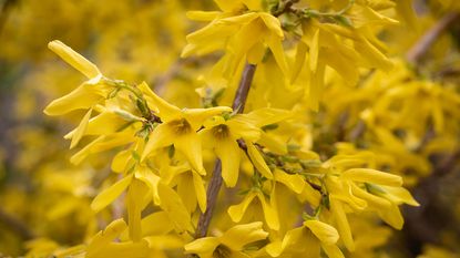 yellow flowers on a forsythia shrub in spring
