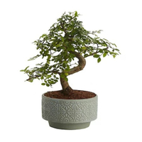 Bonsai Tree in 15cm Grey Ceramic Pot: £16 at B&amp;Q