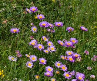 Lilac alpine aster blooms