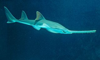 in June 2015, scientists published a study in the journal Current Biology describing what was thought to be the first solid evidence of virgin births in vertebrates in the wild. In Florida, smalltooth sawfish were found to reproduce without sex, in a type