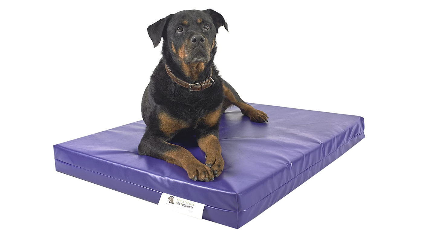 Large dog on purple dog bed