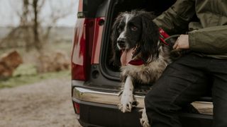 English Springer Spaniel in a car trunk