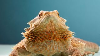 Bearded dragon