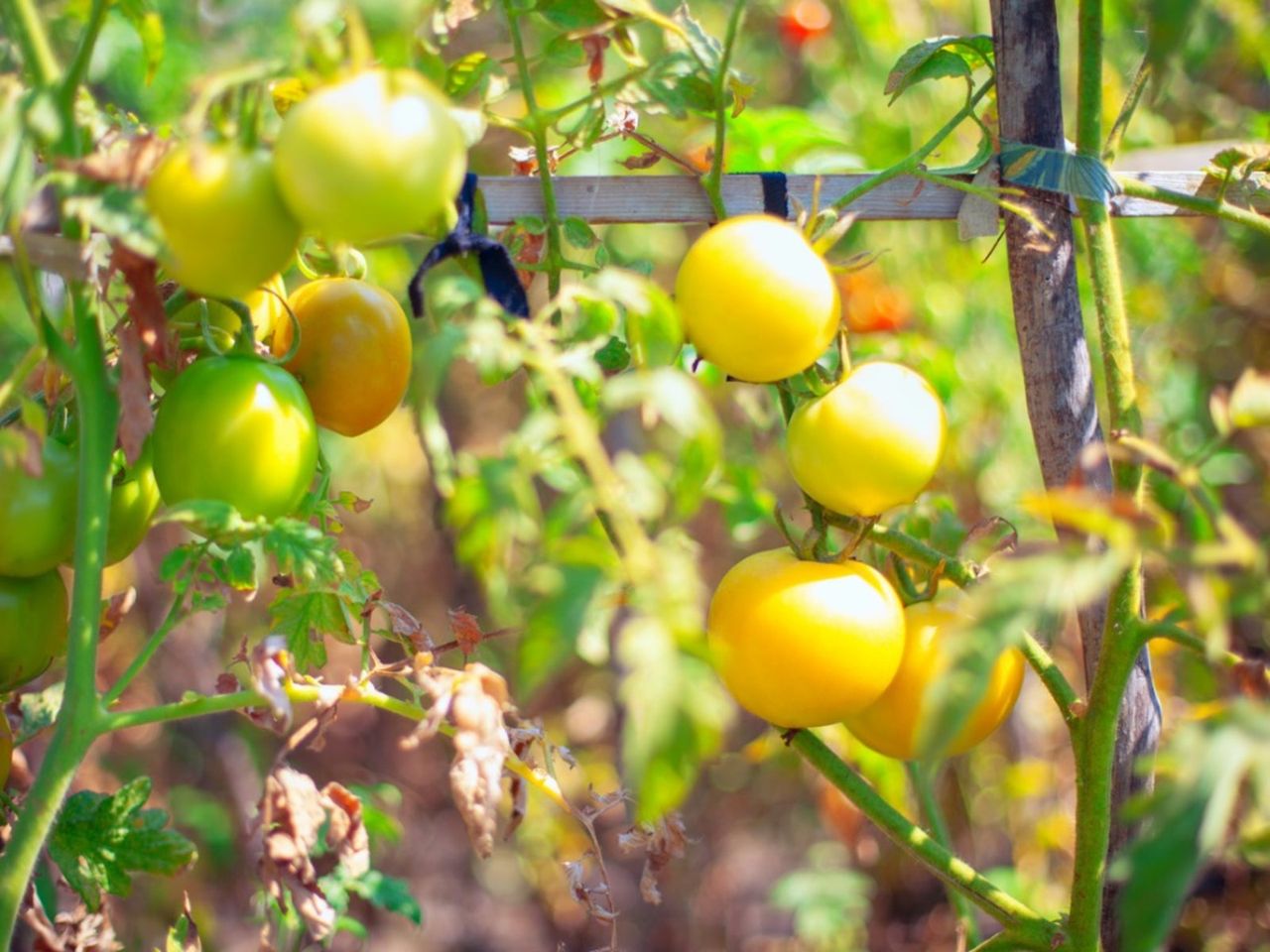 Small Tomato Plants Ripening