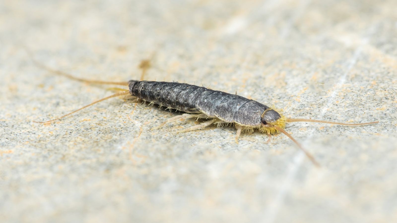 Close-up view of a silverfish insect crawling across a stone surface, highlighting its shimmering silvery scales and long antennae, emphasising the intricate details of this common pest