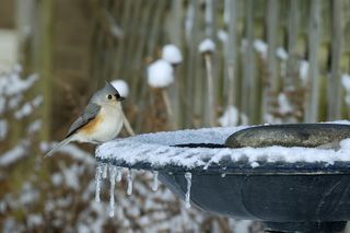 Tufted Titmouse in winter sitting on heated birdbath with snow and icicles