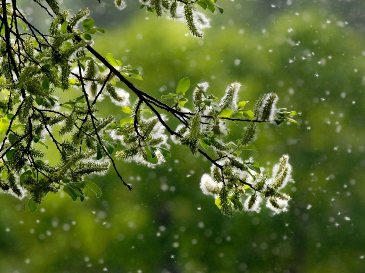 Pollen Floating In The Air From A Tree