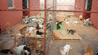 Cats at overcrowded animal shelter