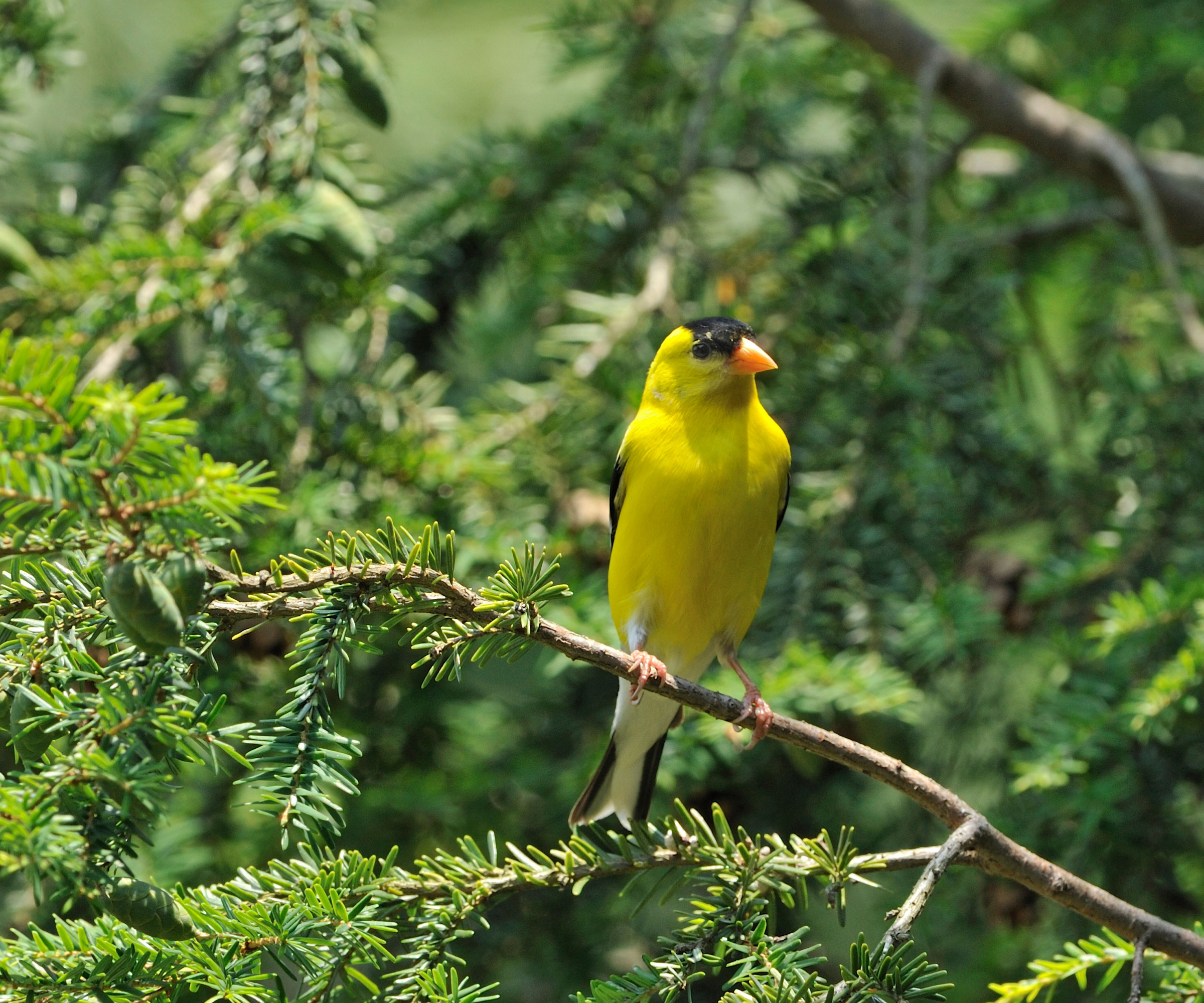 American goldfinch perched in an evergreen tree