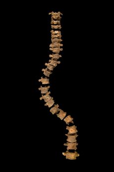 spine of richard III on black background