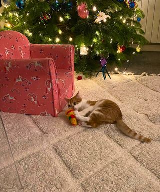 My ginger cat Garfield with a cat nip mouse toy on a white rug with the christmas tree three feet behind him