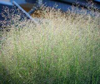 switchgrass growing in garden bed