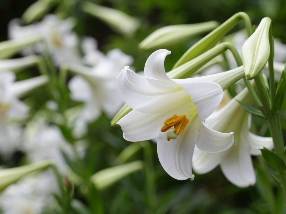 Are Easter Lilies Outdoor Plants - Learn About The Care Of Outdoor ...