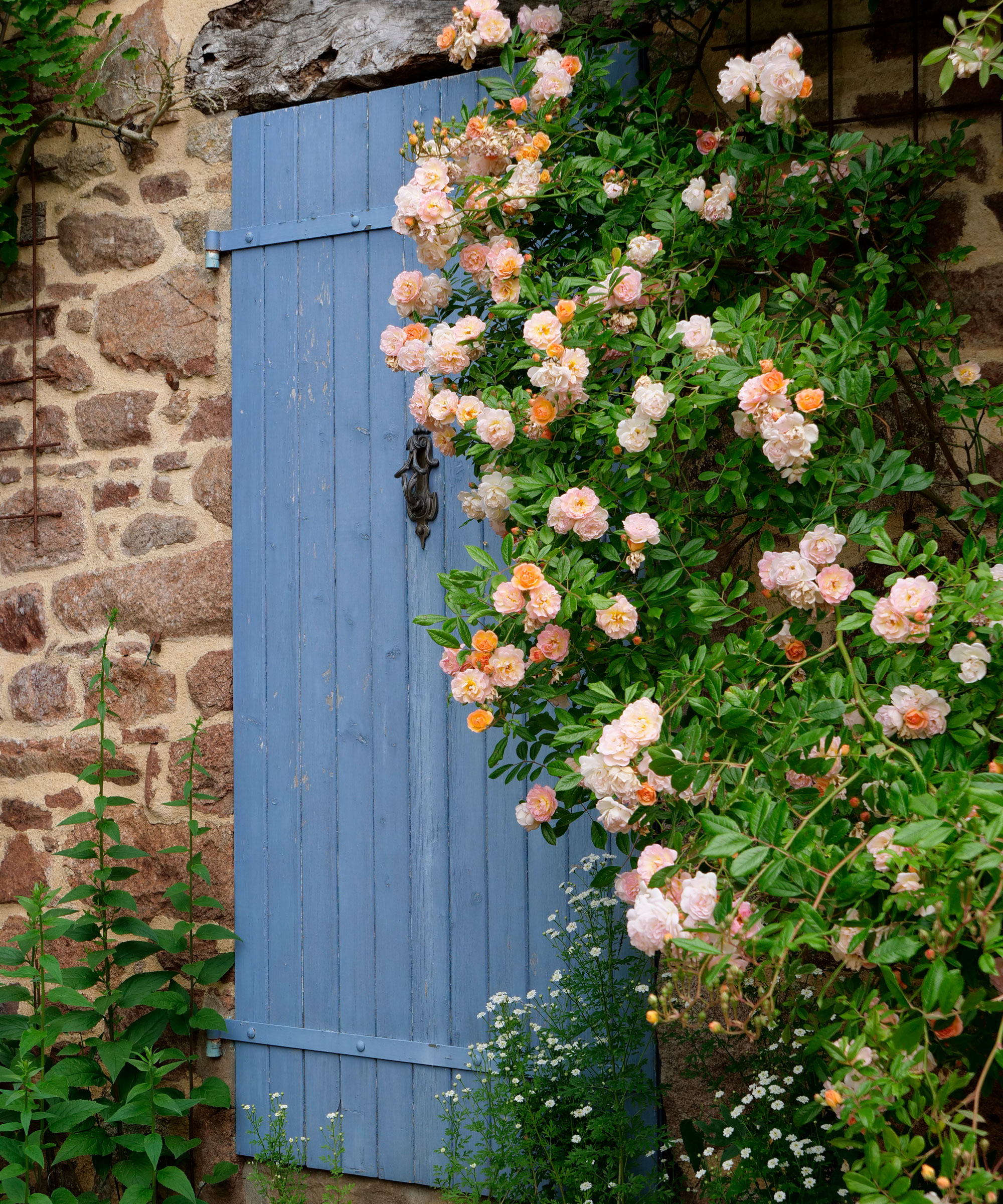 pink rambling rose variety &#039;Ghislaine de Feligonde&#039; climbing over a brick wall next to a tall blue garden gate
