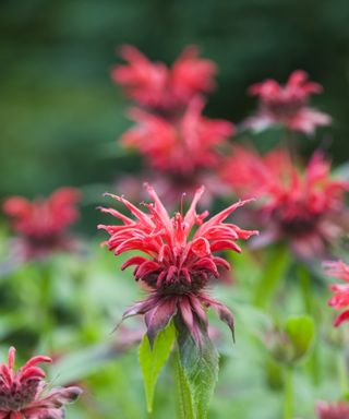 close up of Monarda didyma flower