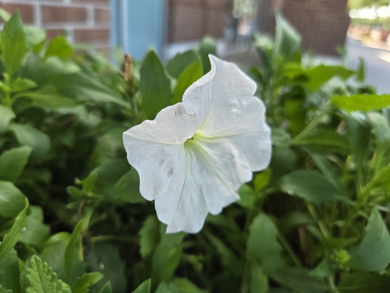 Samsung Galaxy Z Flip 6 macro sample.