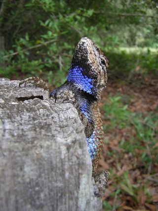 A male fence lizard with brilliant blue badges.