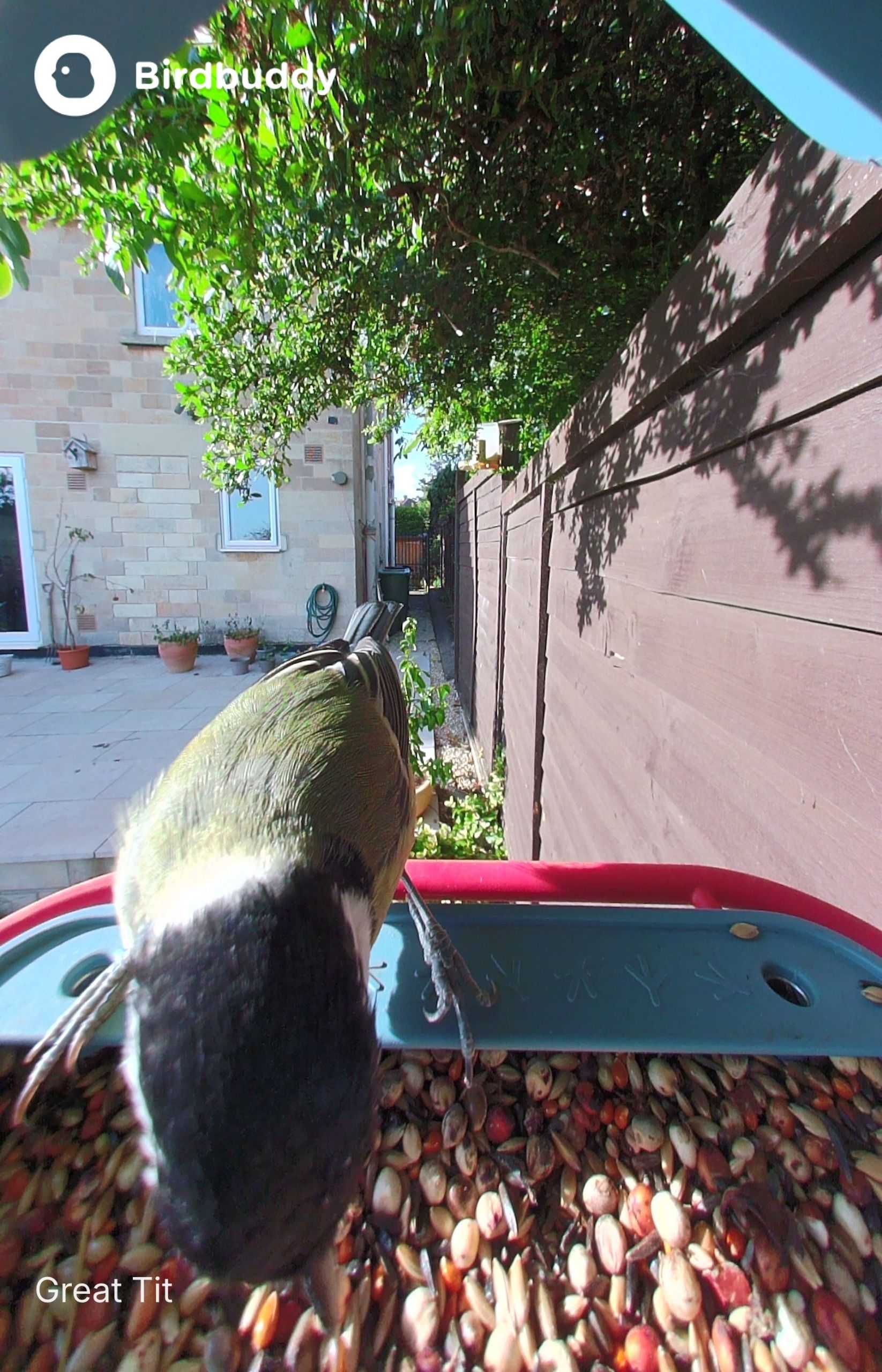 A bird perched on the Bird Buddy 2 feeder