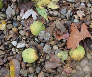 Fallen black walnuts on the ground