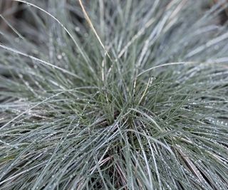 Silver-grey leaves of the California fescue grass in a garden border