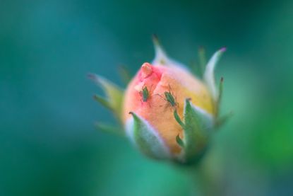 aphids on rose bud