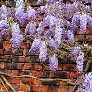 Climbing wisteria against brick wall