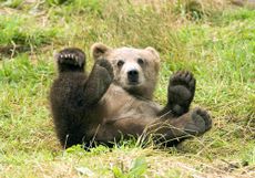 brown bear