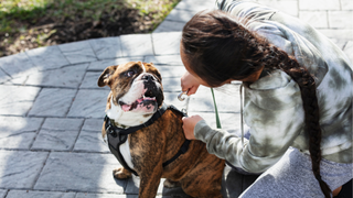 Dog being clipped into a back clip harness by woman