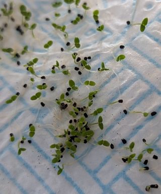 Small seeds germinating on damp kitchen paper